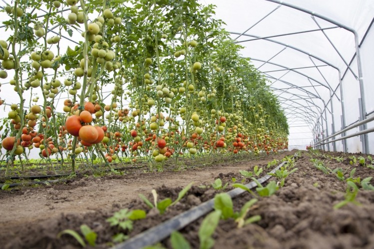 Tomatoes in soil Tents