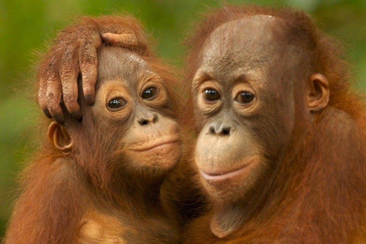 Orang-tans are in danger of being wiped out in the wild if large food groups like Kellogg and PepsiCo don't stick to their commitment to help end deforestation, says Greenpeace. Pic: Markus Mauthe/Greenpeace
