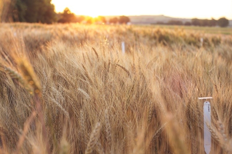 Wheat provides roughly 20% of calories and protein for human nutrition worldwide. Pic: CSIRO