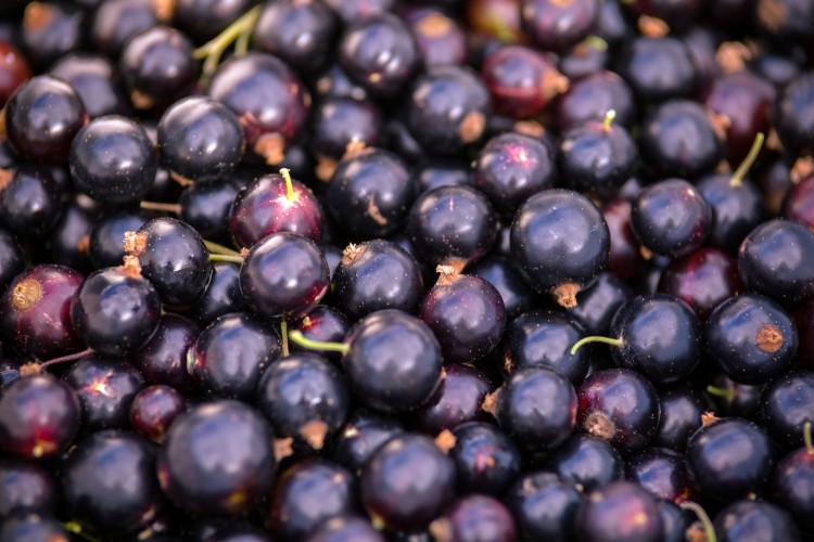 Ribena uses around 10,000 tonnes of blackcurrants a year to make its popular soft drink. Pic:getty/maksimsgrigorjevs