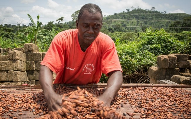 A Ghanaian farmer spreads his cocoa beans for drying after harvesting a successful crop. Pic: Flickr/http://www.kbprize.org