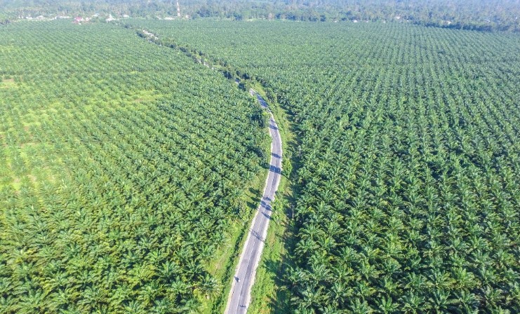 About 20% of global palm oil is certified by the Roundtable on Sustainable Palm Oil (RSPO), which started in 2005. Pic: Getty Images/adiartana