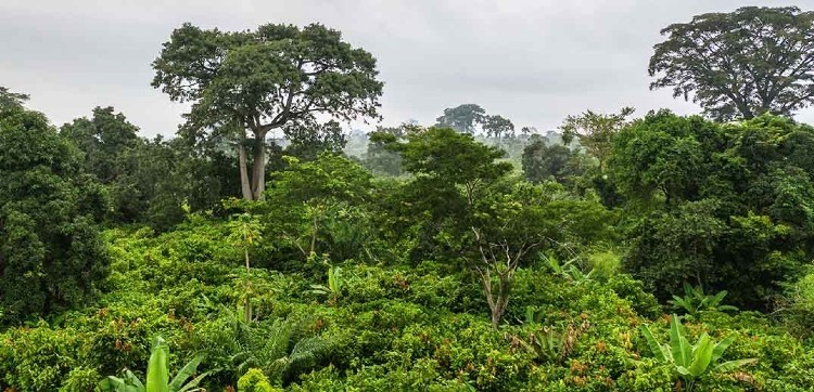 Nestlé will continue to work with all stakeholders to help protect and restore forests, the company said. Pic: Nestlé