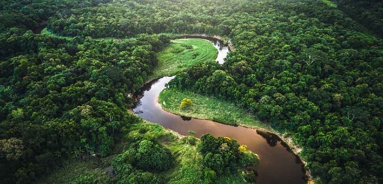 'Business leaders support bold EU actions to eliminate imported deforestation'. Pic: Nestlé  