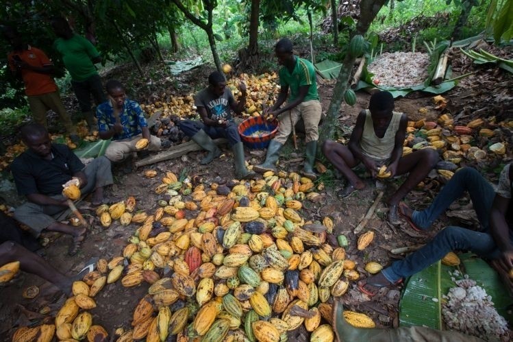 'Cocoa farmers deserve to earn a decent living just like anyone else,' said Fairtrade International.