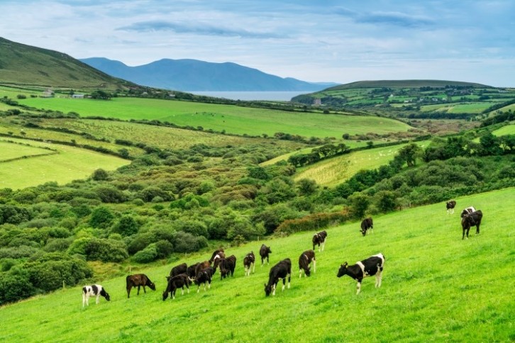 Ireland has a predominately grass-based dairy system. Image: Getty/Nikada