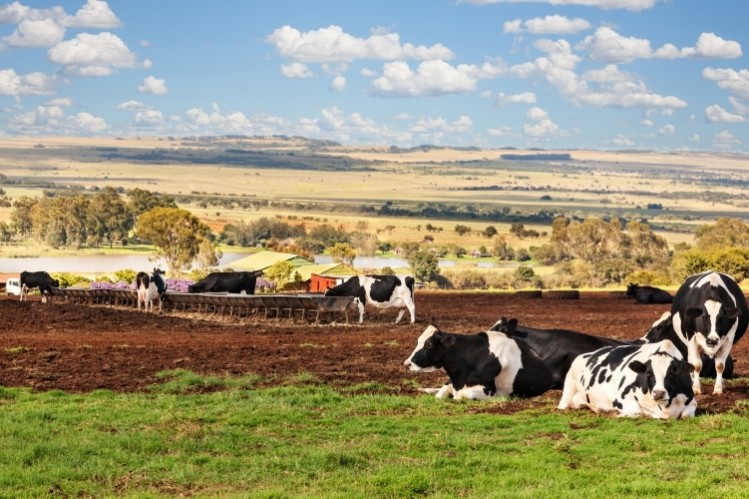 A dairy farm in Botswana.  Pic: Getty Images/poco_bw