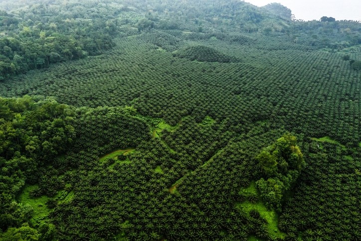 A palm plantation. © GettyImages/arturcarvalho