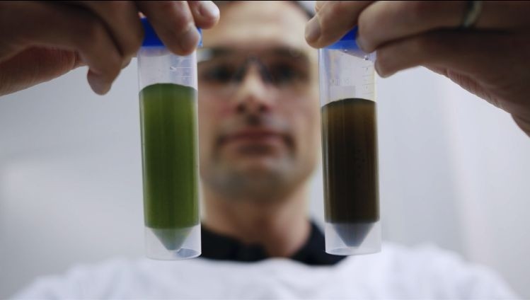 Provectus Algae has developed closed system automated bioreactors using photosynthetic algae as a platform for growing high-value compounds at “extreme densities” with a series of LED lights. Picture credit: Provectus Algae 