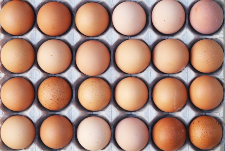 EU egg sector will have difficulty surviving without import levies: Wageningen