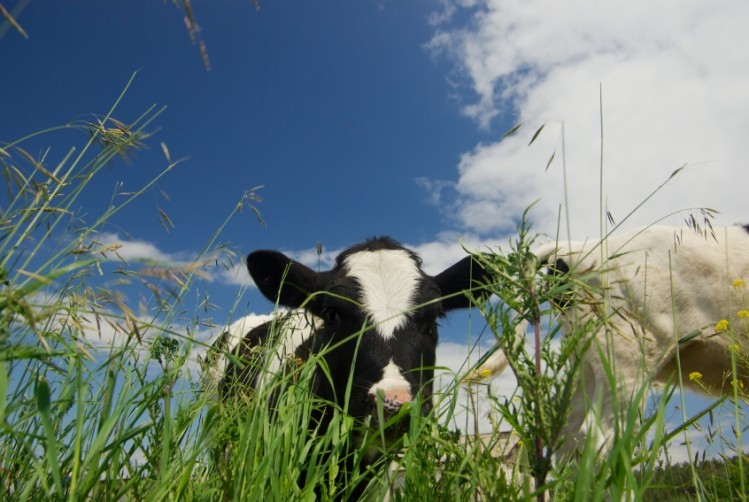 Livestock is seen as a leading GHG emitter ©DigitalZombie/iStock
