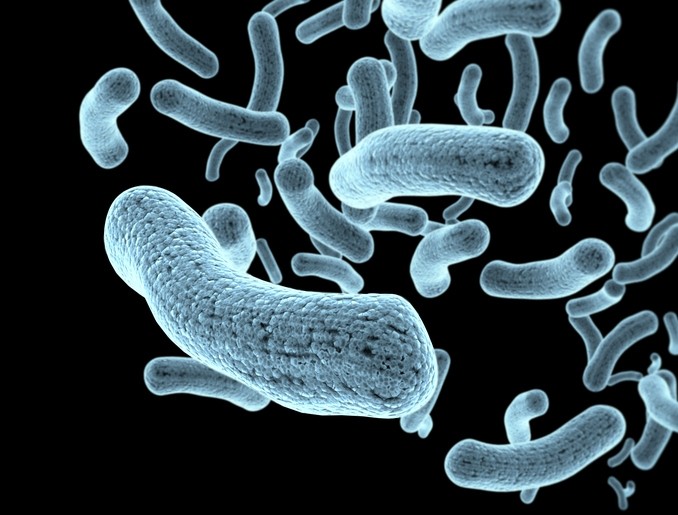 E. coli. Picture: Getty/Jezperklauzen