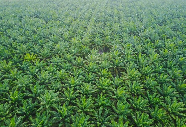 An aerial view of a palm oil plantation. © GettyImages/asnidamarwani
