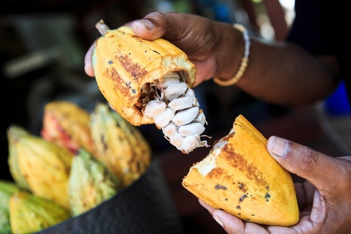 A healthy cocoa pod. © GettyImages/dwart
