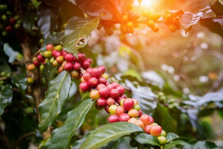 A novel food application for Coffea leaves is currently under review. ©GettyImages/af_istocker