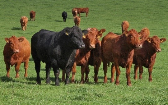 Image: Stabiliser Cattle Company