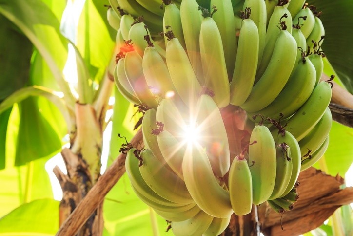 Banana producers squeezed between higher costs and lower prices / Pic: GettyImages-walking_onstreet