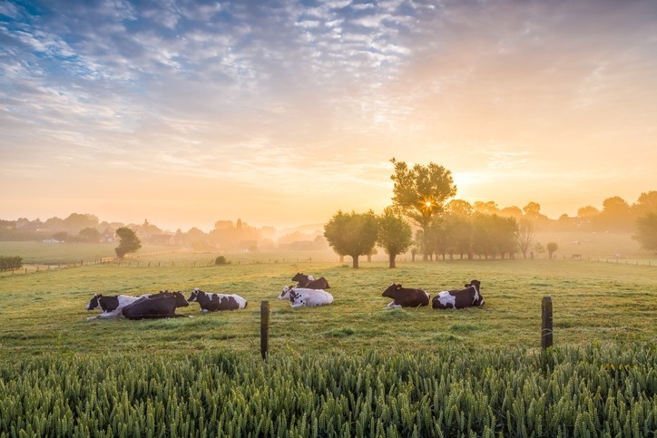 Danone talks regenerative ag: 'The carbon neutral dairy farm will happen' / Pic: iStock-Brekbit 
