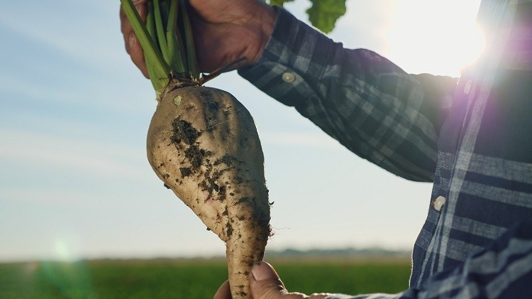 Only about 65% of a sugar beet makes it into food applications, but the food industry is increasingly aware of the need to reduce its environmental footprint. NIZO discusses some novel approaches to the issue. GettyImages/Dmytro Diedov