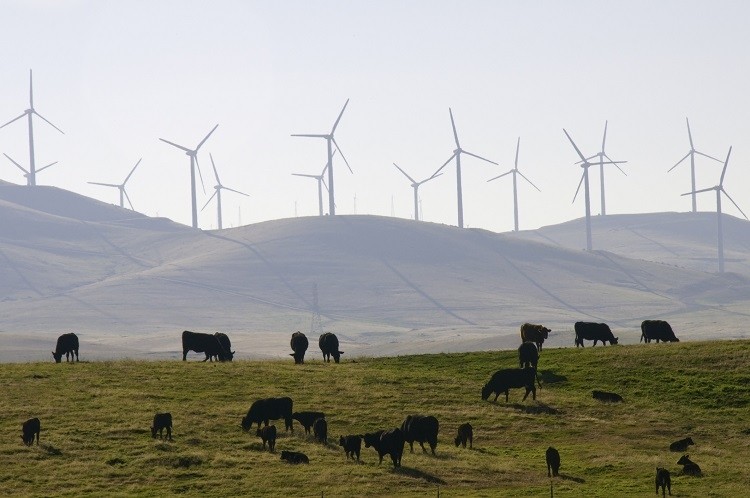 Could green energy help turn the tide on cultivated meat’s carbon footprint?. GettyImages/toddarbini