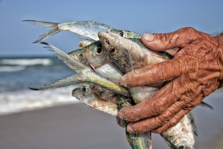 Heads, frames and trimmings from all fish species show potential to increase the food supply, in soups or processed foods, such as fish fingers, sauces and fishcakes, research claims. Image: Getty/Brasil2