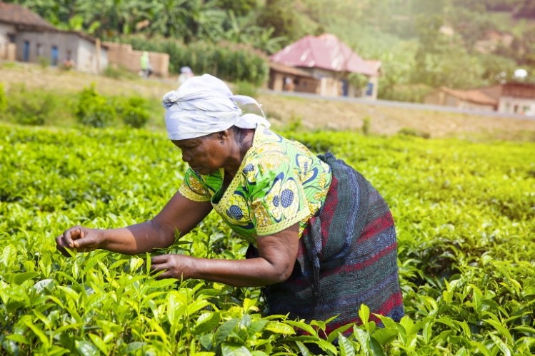 Human rights abuses in the tea sector under the spotlight / Pic: GettyImages-stellalevi