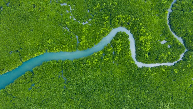Carbon offset projects include planting trees or conserving forests or mangroves, but have been criticised for a lack of transparency. Image: Getty/AvigatorPhotographer