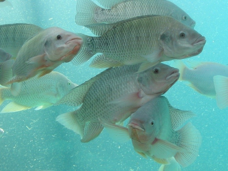 E-FISHient plans to develop, manufacture, and market cultivated tilapia meat based on non-animal serum to 'change the future'. GettyImages/paulrdunn