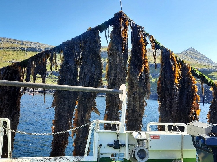 It is hoped the project will help make seaweed a staple of future European diets. Image credit: Ocean Rainforest