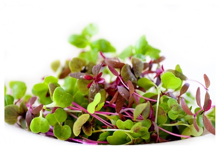 Micro greens pack more punch for their weight than older plants, studies suggest