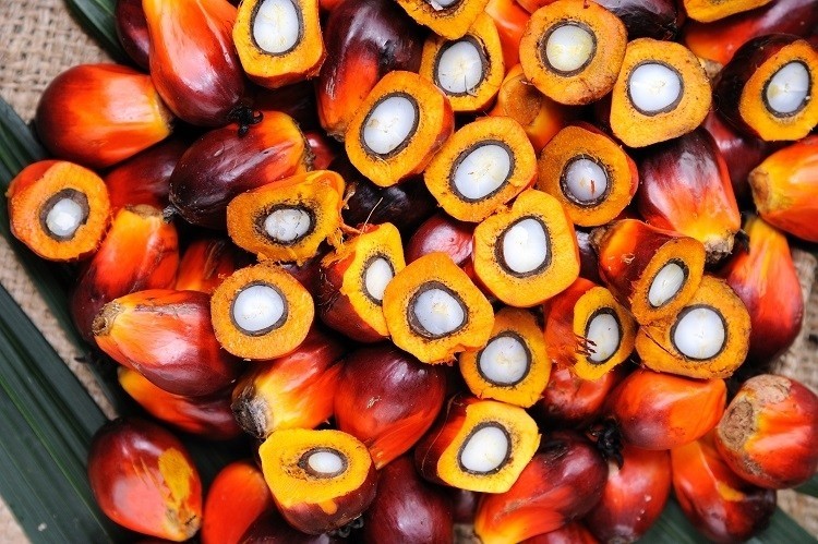 AKK to leverage satellite tech to detect palm oil deforestation / Pic: GettyImages-slpu9945 