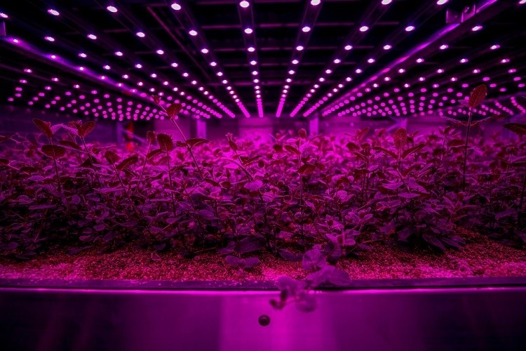 Future Crops' system is 'keeping growing conditions close to land' with its soil substrate-based 'greenhouse hub'. Image source: Future Crops
