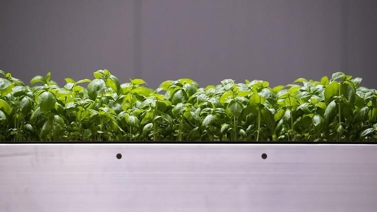 The Israeli Agricultural Research Organization is licensing its basil seed technology to Future Crops. Image source: Future Crops