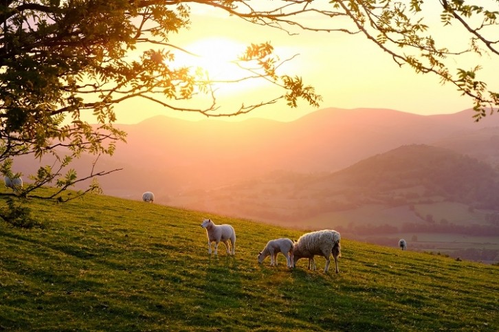 The Welsh Government provides support for businesses looking to be more sustainable. Image Source: AlasdairJames/Getty Images