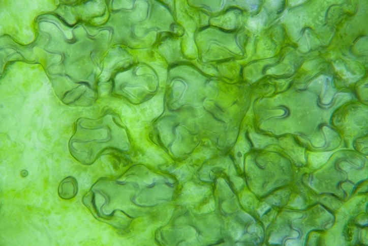 Lettuce cells under microscope. Image: Getty/dzika_mrowk