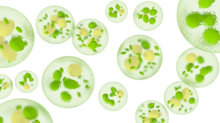 Single-cell algae with lipid droplets ©GettyImages/Perception7