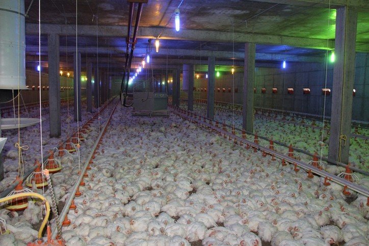 Nestle says it will improve chicken welfare as part of the European Broiler Ask ©iStock/Droits d'auteur ShockMonkey
