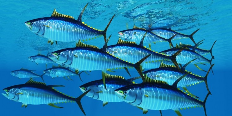 Illegal fishing a threat to supply chains and investors / Pic: GettyImages-CoreyFord