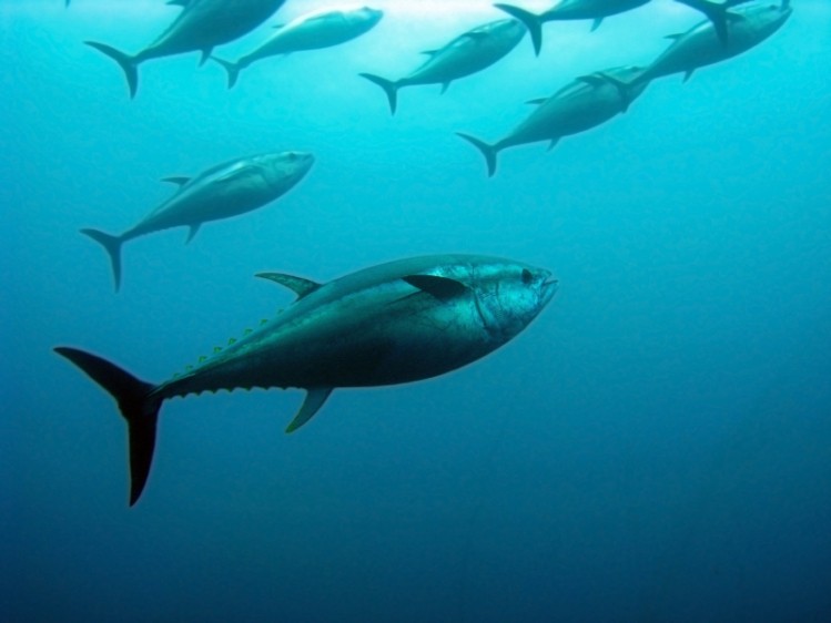 Tuna fraud uncovered in coordinated police action ©iStock