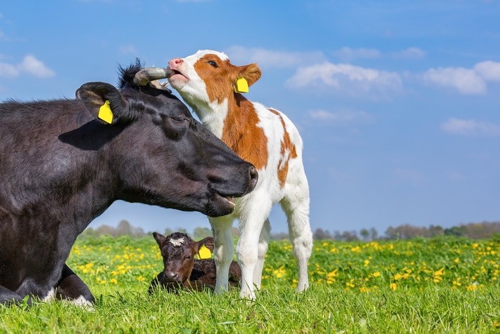 Arla identifies five 'universal levers' to cut the carbon footprint of dairy / Pic: GettyImages-Ben-Schonewille 