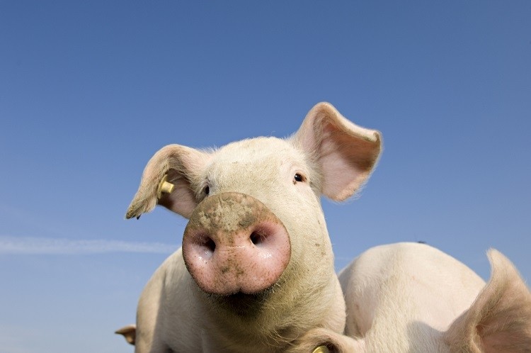 Belgium's first national animal welfare standard developed for pork