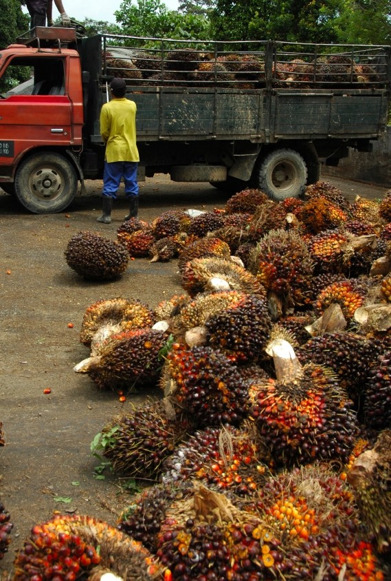IOI, Kerry increase collaboration with small-scale palm oil plantations ©iStock/eycool