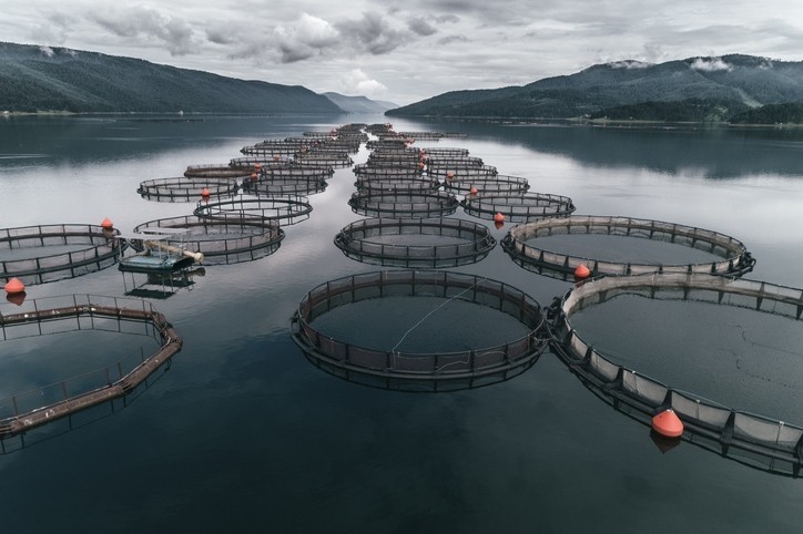 The aquaculture sector is exposed to systematic risks in the form of high mortality rates, poor welfare and the use of wild caught fish for feed, a new report concludes / Pic: GettyImages-Daniel Balakov