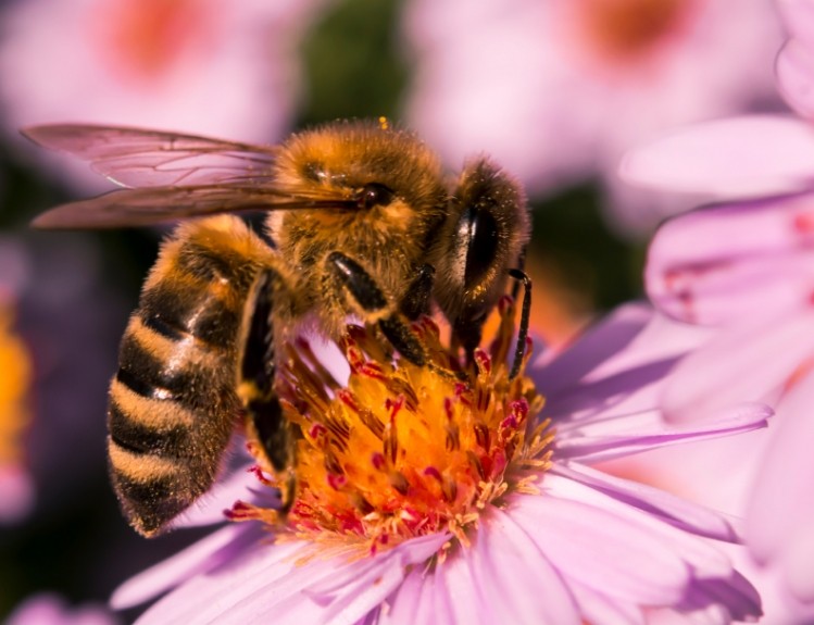 EFSA backs neonicotinoid link to declining bee populations ©iStock