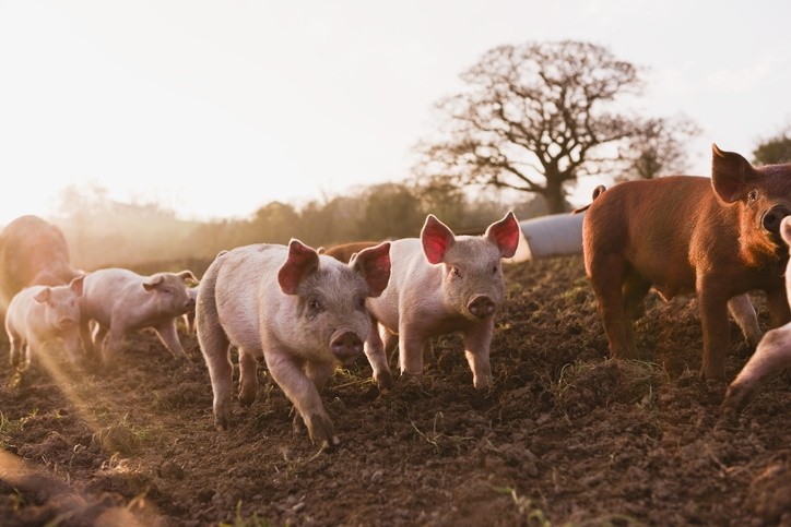 British pork exports to Mexico get green light / Pic:GettyImages-Jupiterimages 