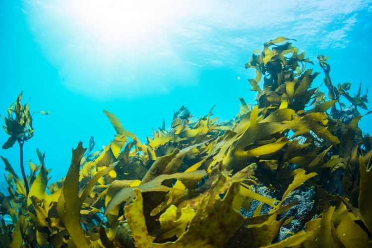Could Norway become a seaweed powerhouse? / Pic: getty/inusuke