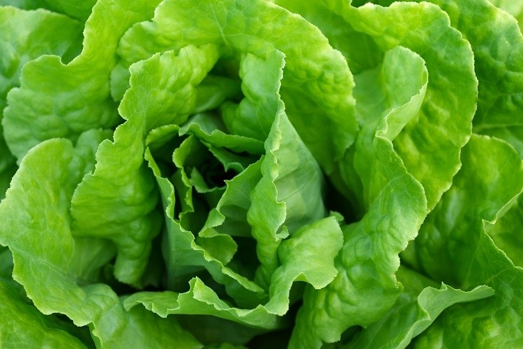 PhD student Yarin Livneh's most recent research is leveraging gene editing technology CRISPR/Cas to to improve the nutritional quality of lettuce. GettyImages/pixonaut