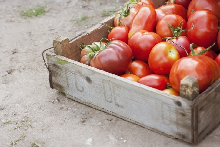 New insights have been found into tomato cultivation. Image Source: Sam Edwards/Getty Images