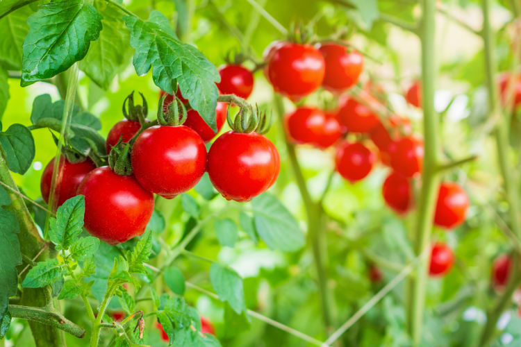 Scientists develop method to extract toxin-free protein from tomato leaves / Pic: GettyImages-Kwangmoozaa