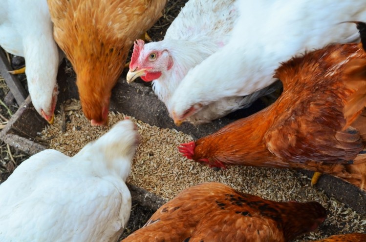 EU Farm to Fork Strategy: How far does it go for animal welfare?